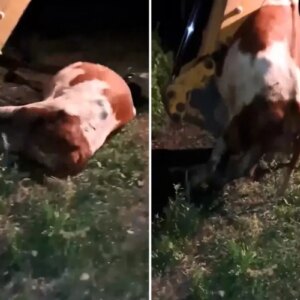 ardahanda durum icler acisi devasa hayvanlari tek tek topraga veriyorlar XDRsZmi5