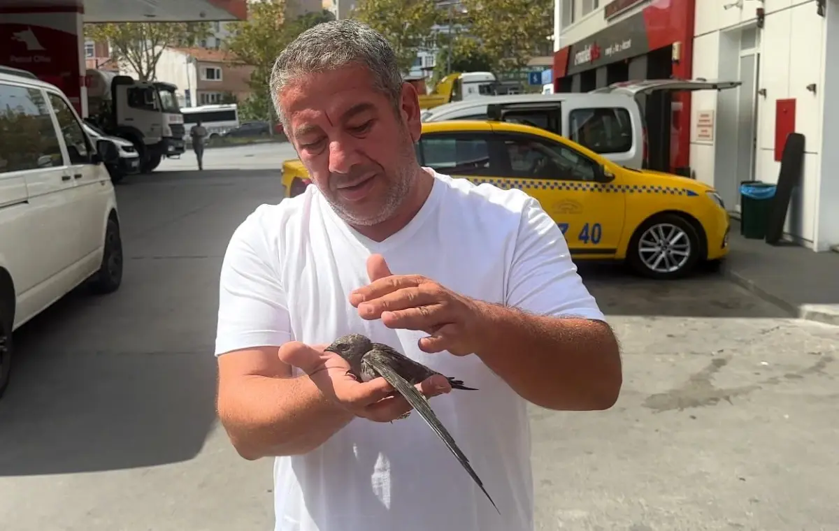 taksici bitkin kusu kurtardi l2WpKsZM