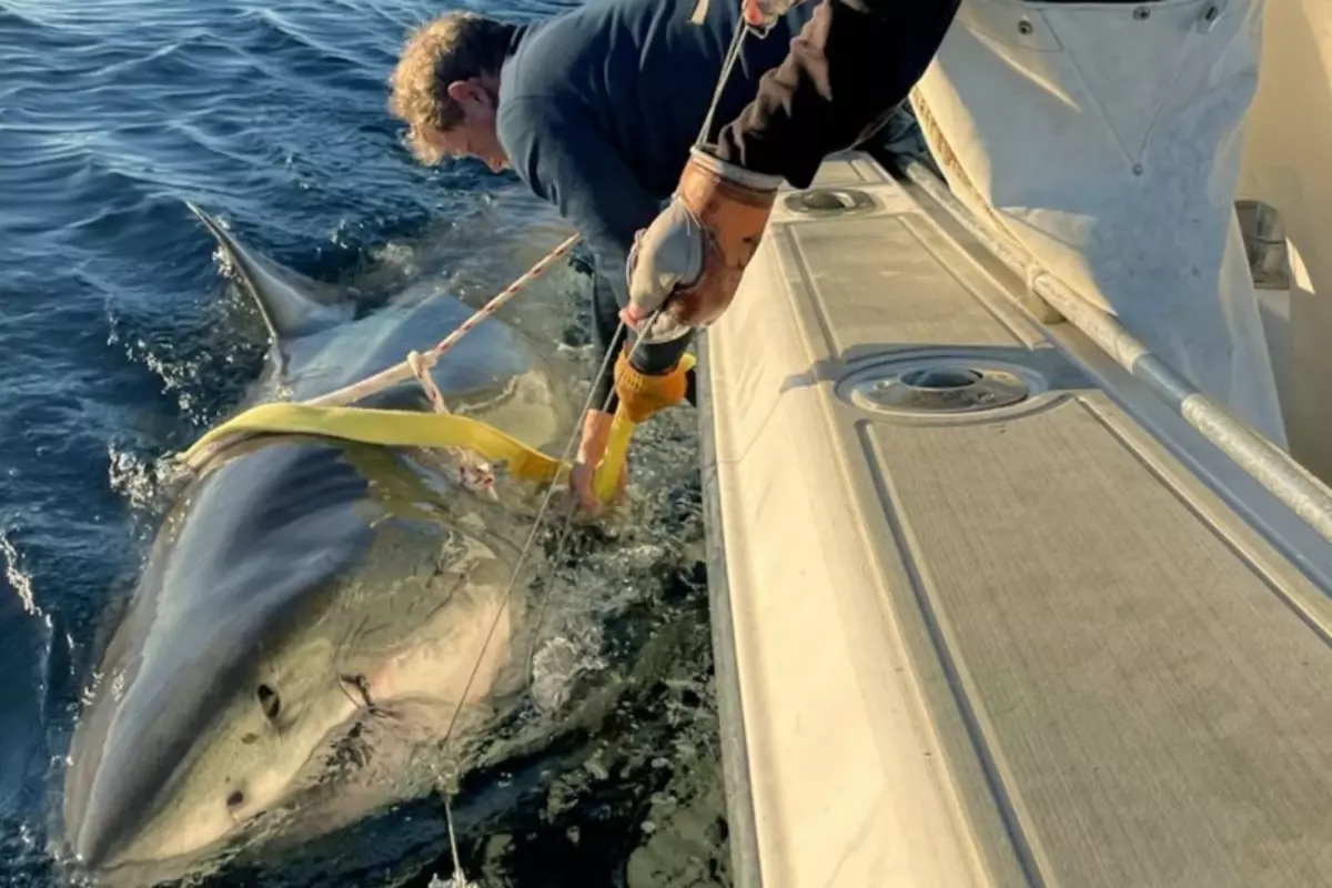 atlantikte yakalanan en buyuk beyaz kopekbaligi bilim dunyasini sasirtti bQ9cgMwu