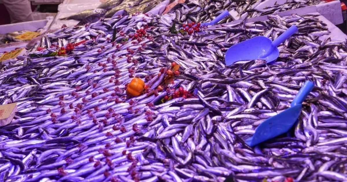 eskisehirde balik satis yerlerine ortak denetim JC7ITpBM