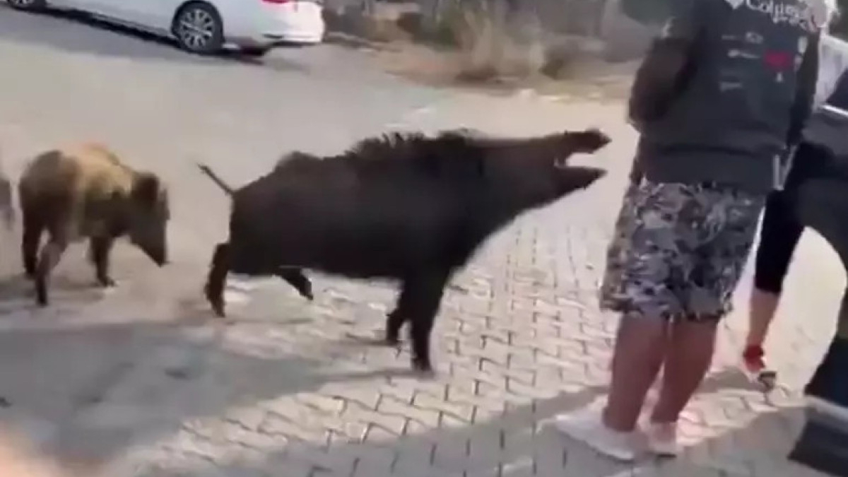 aydinda beslemeye calistigi yaban domuzu tatilcinin kolunu isirdi DN4Ec3zE.jpg