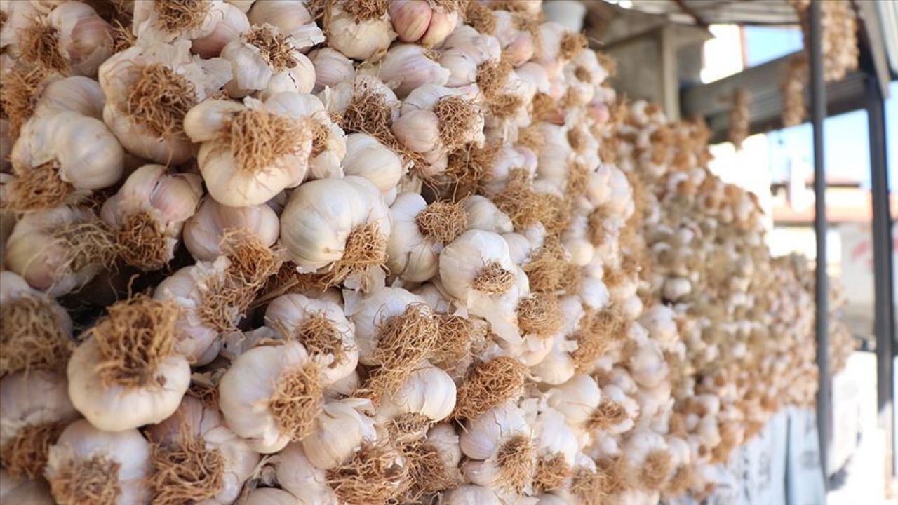 sarimsak yemek icin on neden ve taskopru sarimsaginin essiz yapisi tvRgPGTe.webp