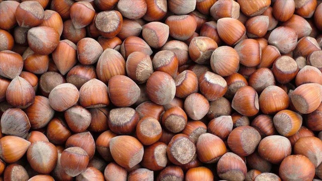 trabzonun 10 aylik findik ihracati 500 milyon dolari asti NH1gYK66.jpg