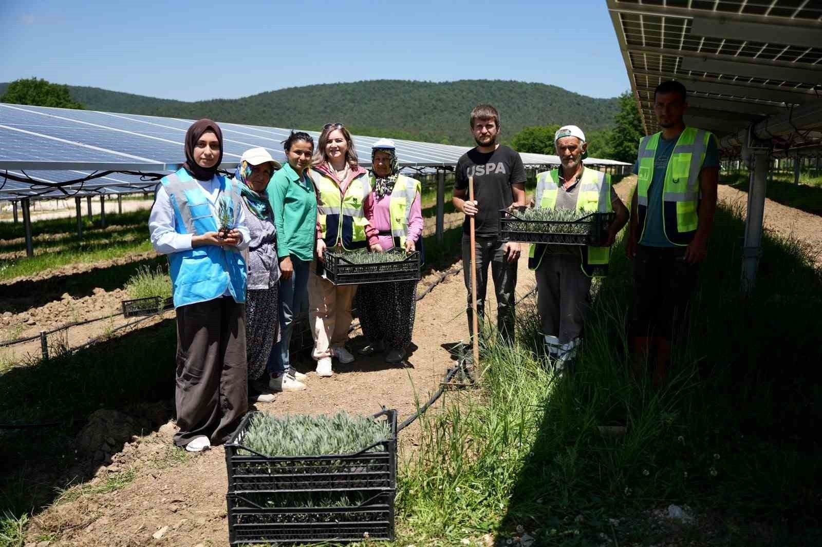 Samsun’da Enerji ve Tarım Bir Arada: Agrivoltaik Uygulamalar